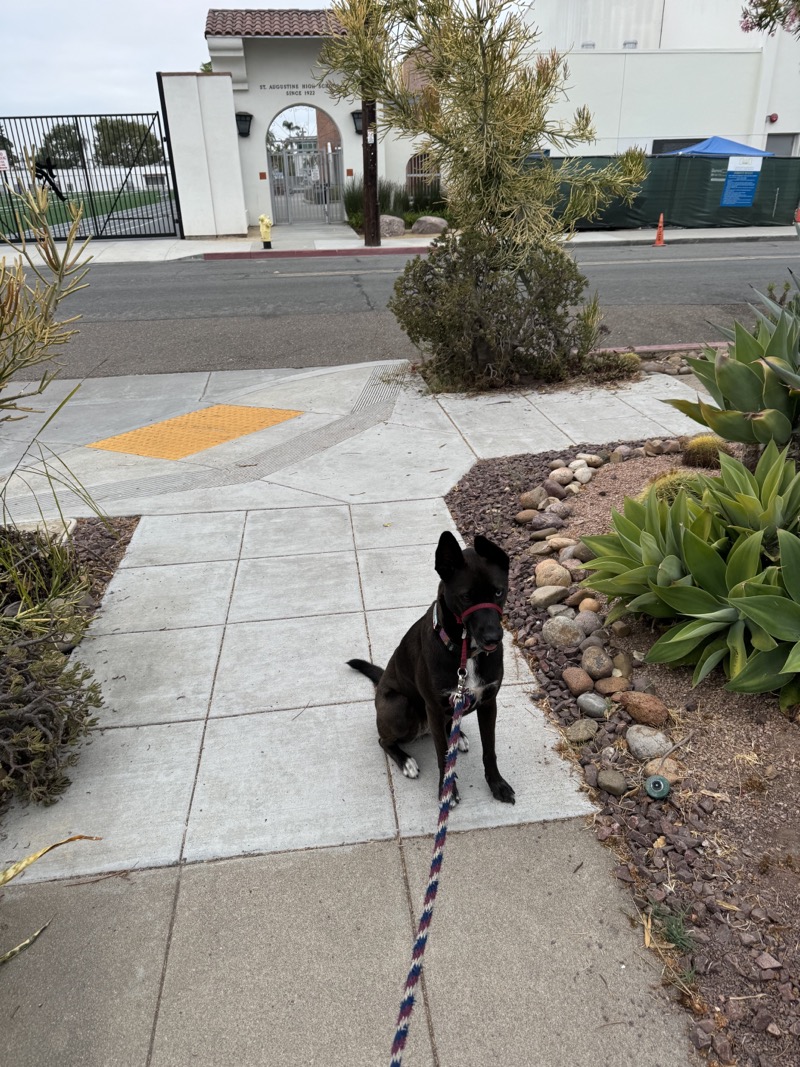 A picture of a black dog named Bowie sitting, taken on September 12 2024 at 6:53 am